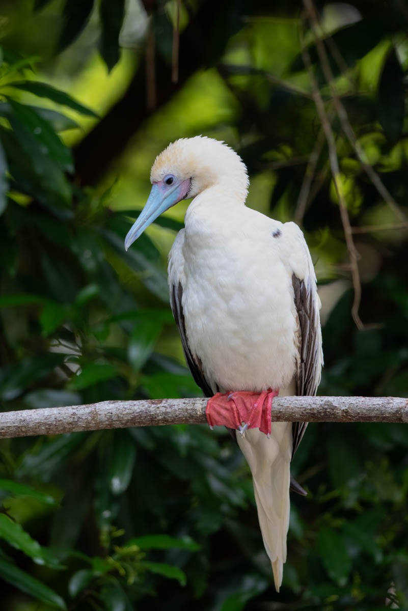 Red-footed Booby - ML609657292