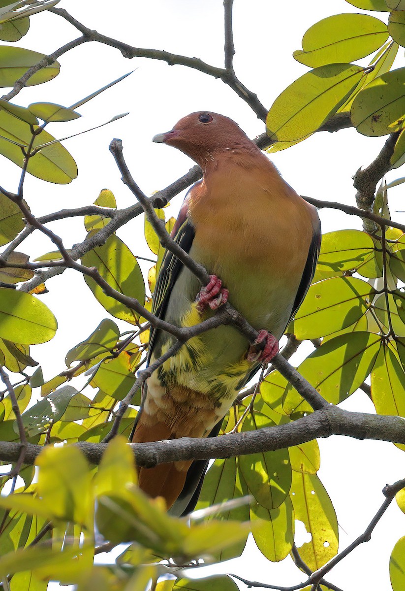 Cinnamon-headed Green-Pigeon - sheau torng lim