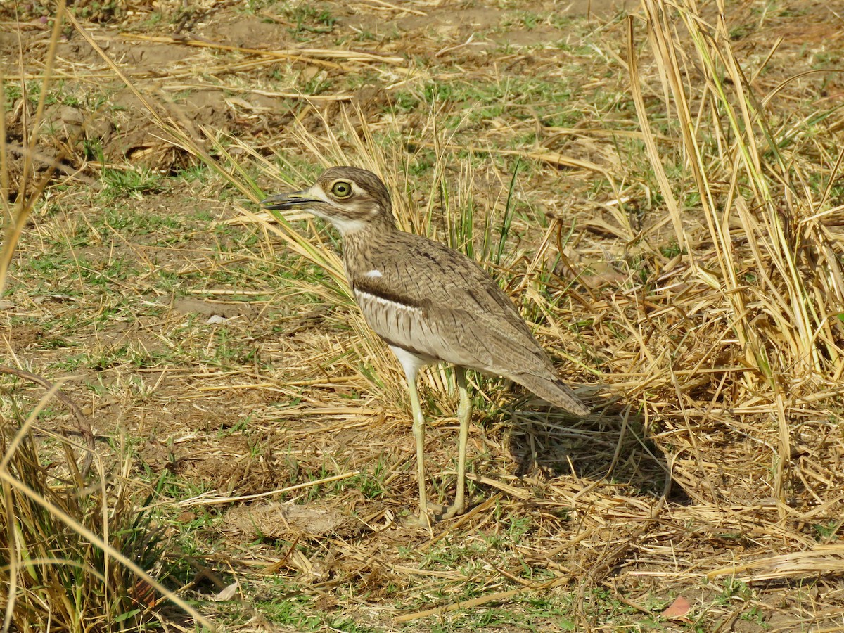 Water Thick-knee - Larry Moore