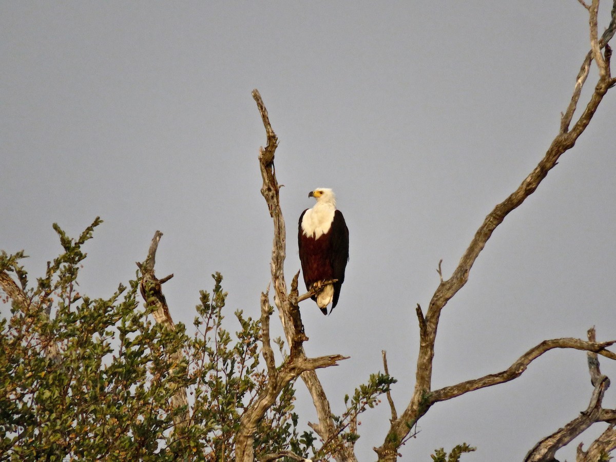 African Fish-Eagle - ML609658088