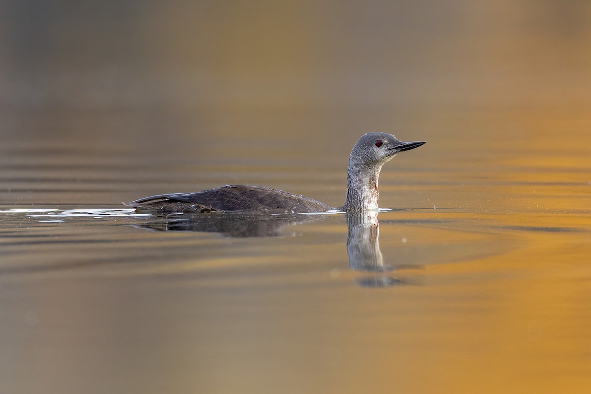 Red-throated Loon - ML609658147