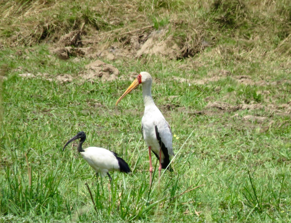 Tantale ibis - ML609658269