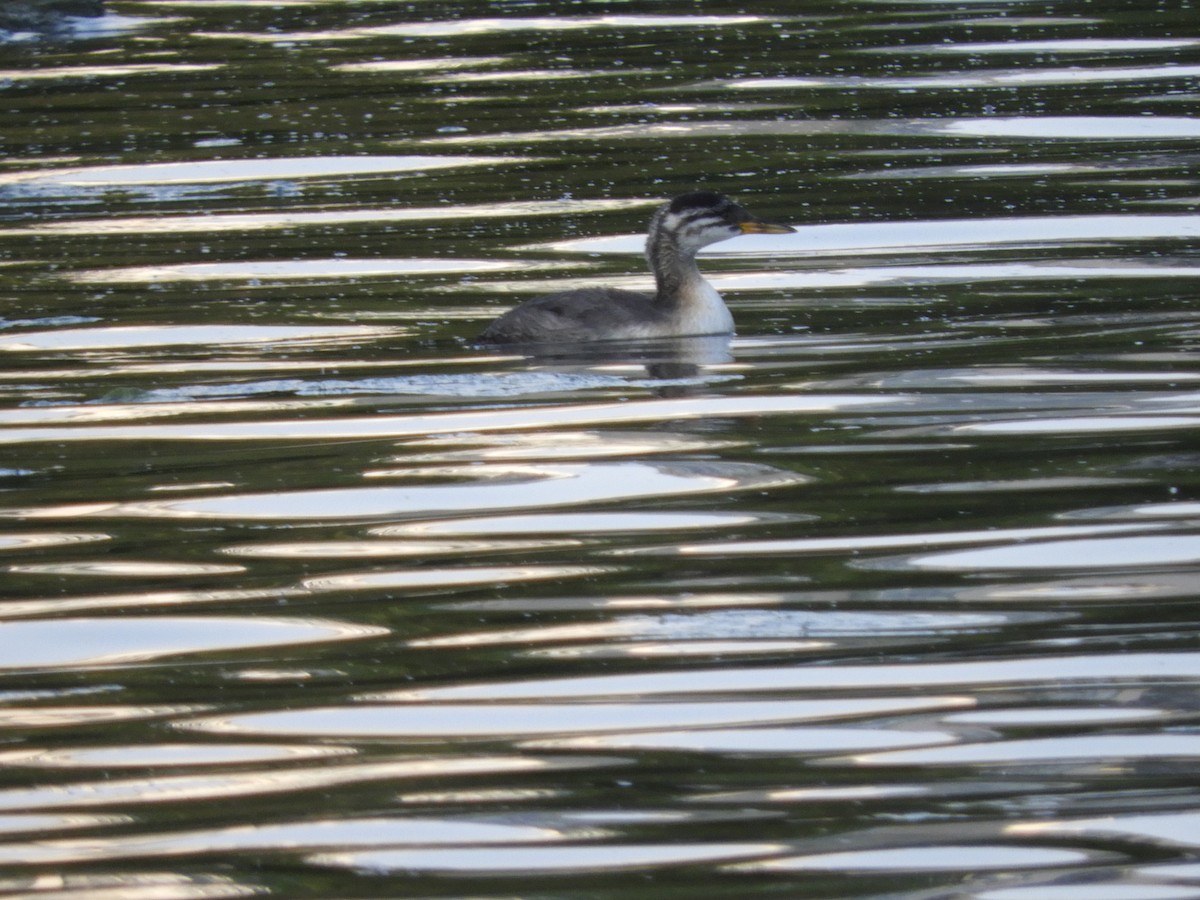 Red-necked Grebe - ML609658314