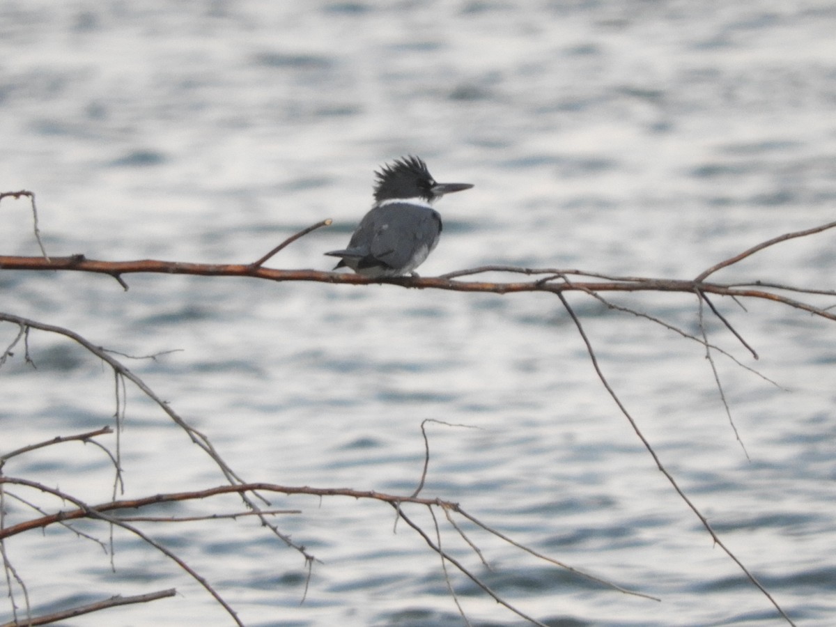 Belted Kingfisher - ML609658336
