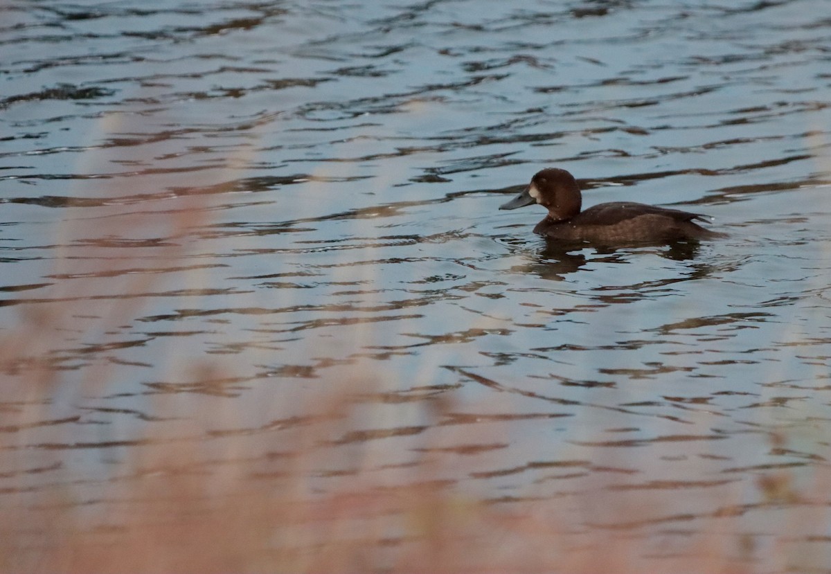 Greater Scaup - ML609658480