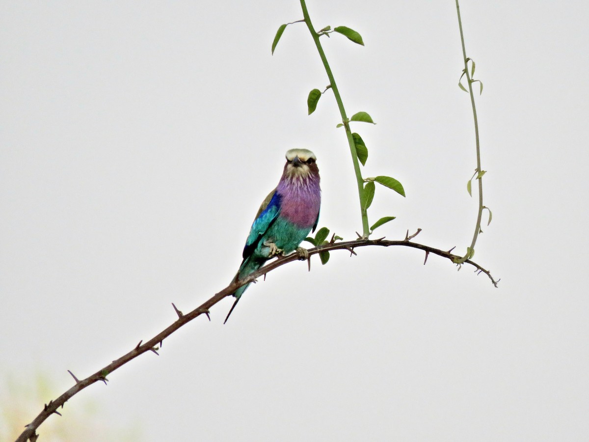 Lilac-breasted Roller - ML609658550