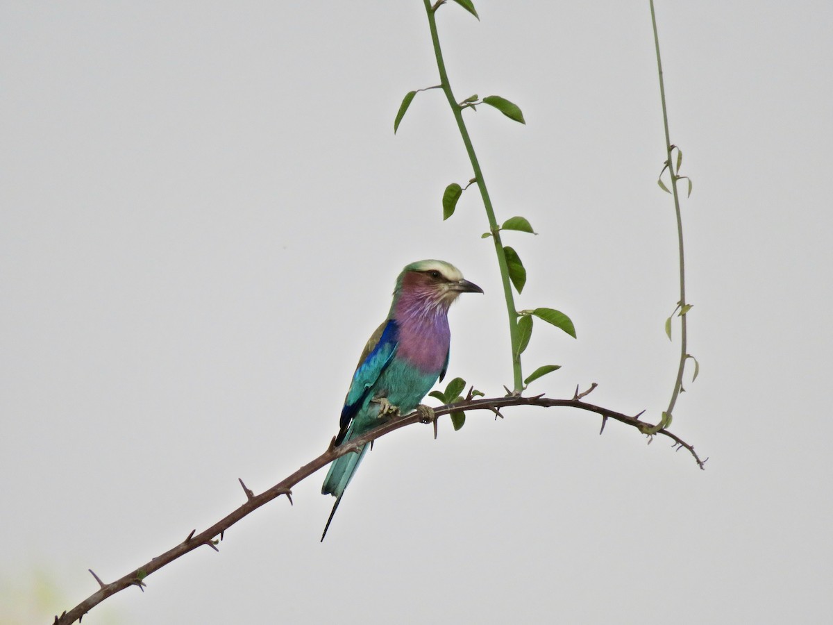 Lilac-breasted Roller - ML609658586