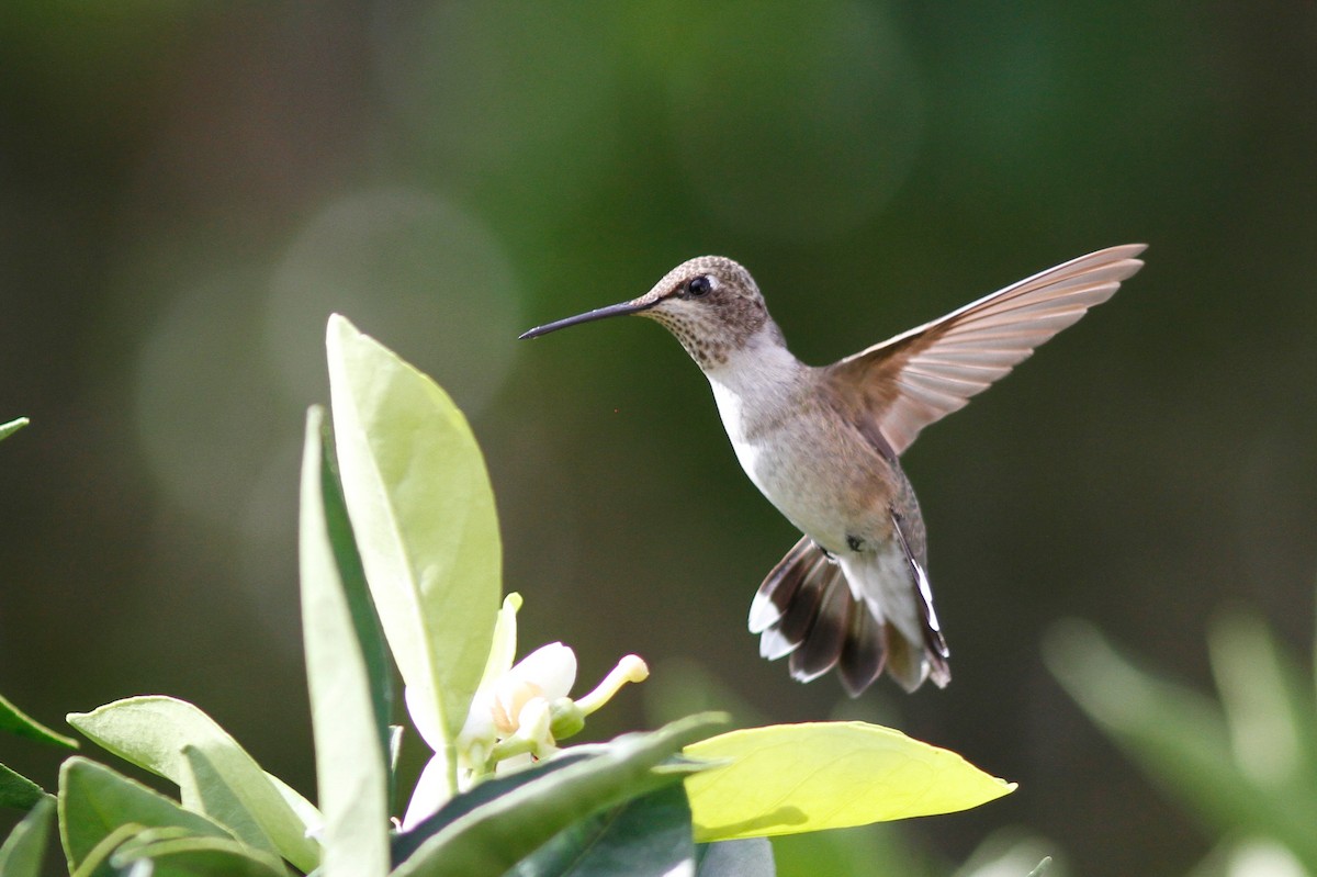 Black-chinned Hummingbird - ML609658709