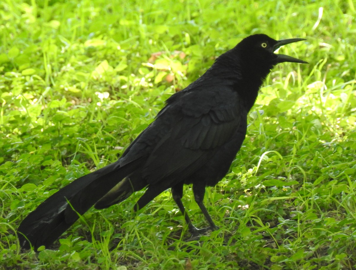 Great-tailed Grackle - ML60965881