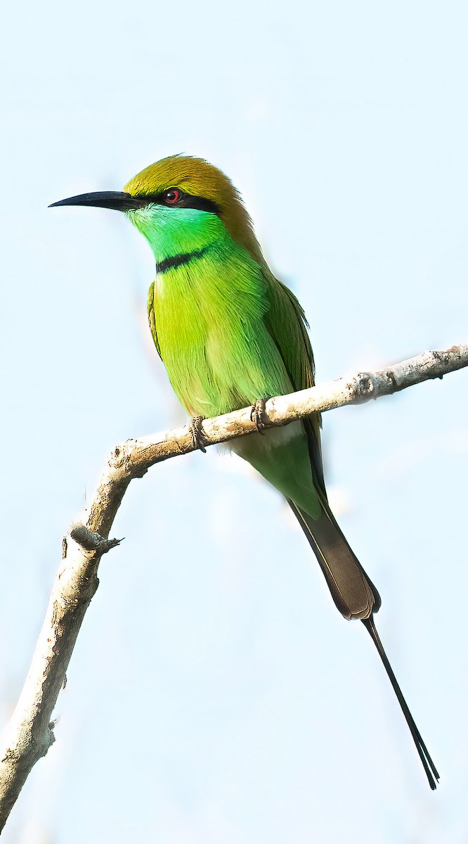 Asian Green Bee-eater - ML609659032