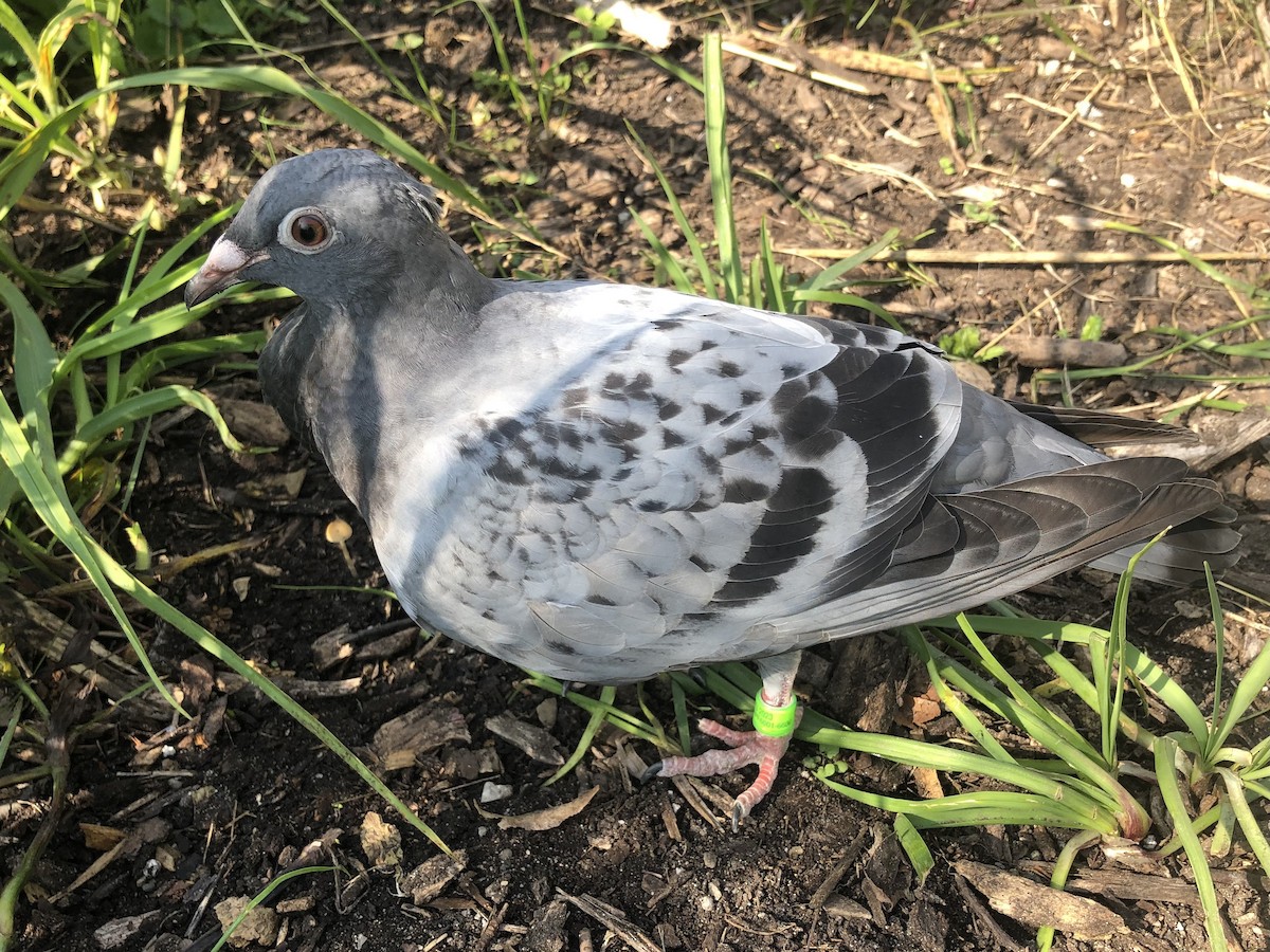 Rock Pigeon (Feral Pigeon) - ML609659276