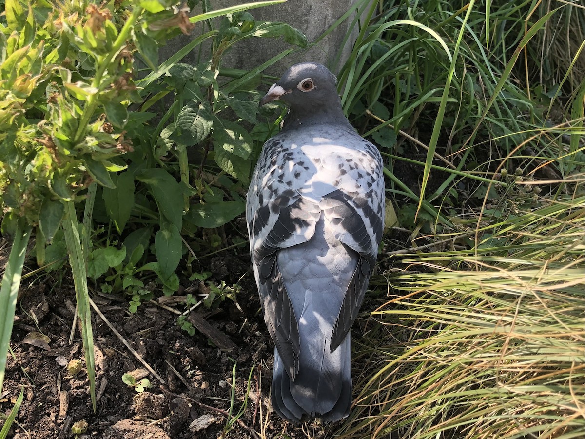Rock Pigeon (Feral Pigeon) - ML609659278