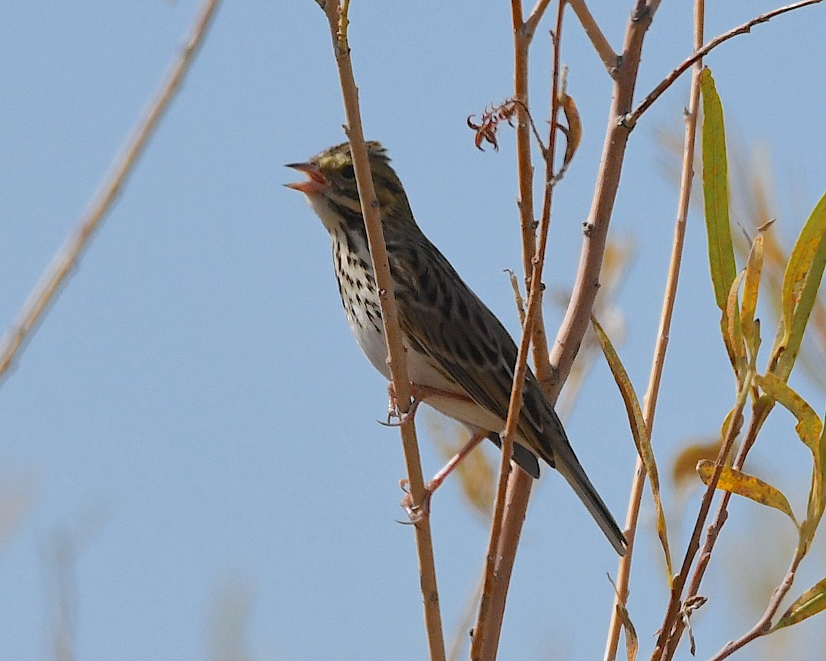 Savannah Sparrow - ML609659320