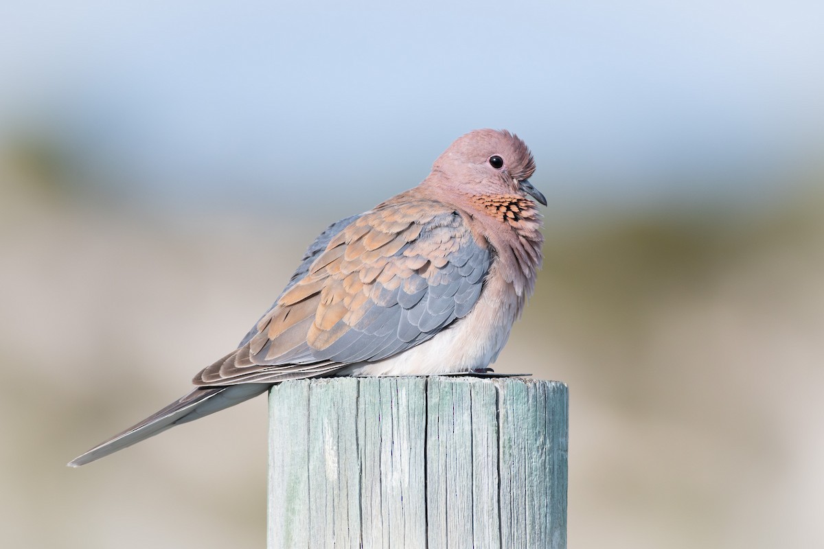 Laughing Dove - ML609660043