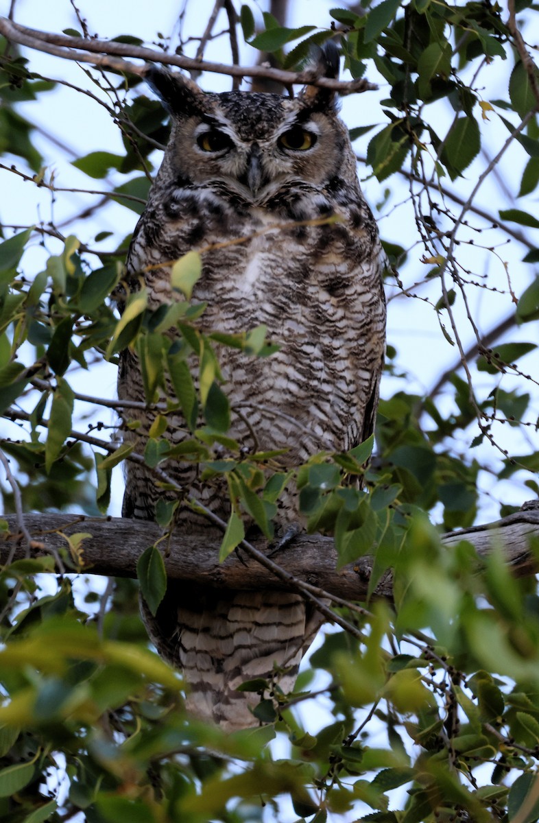Great Horned Owl - ML609660214