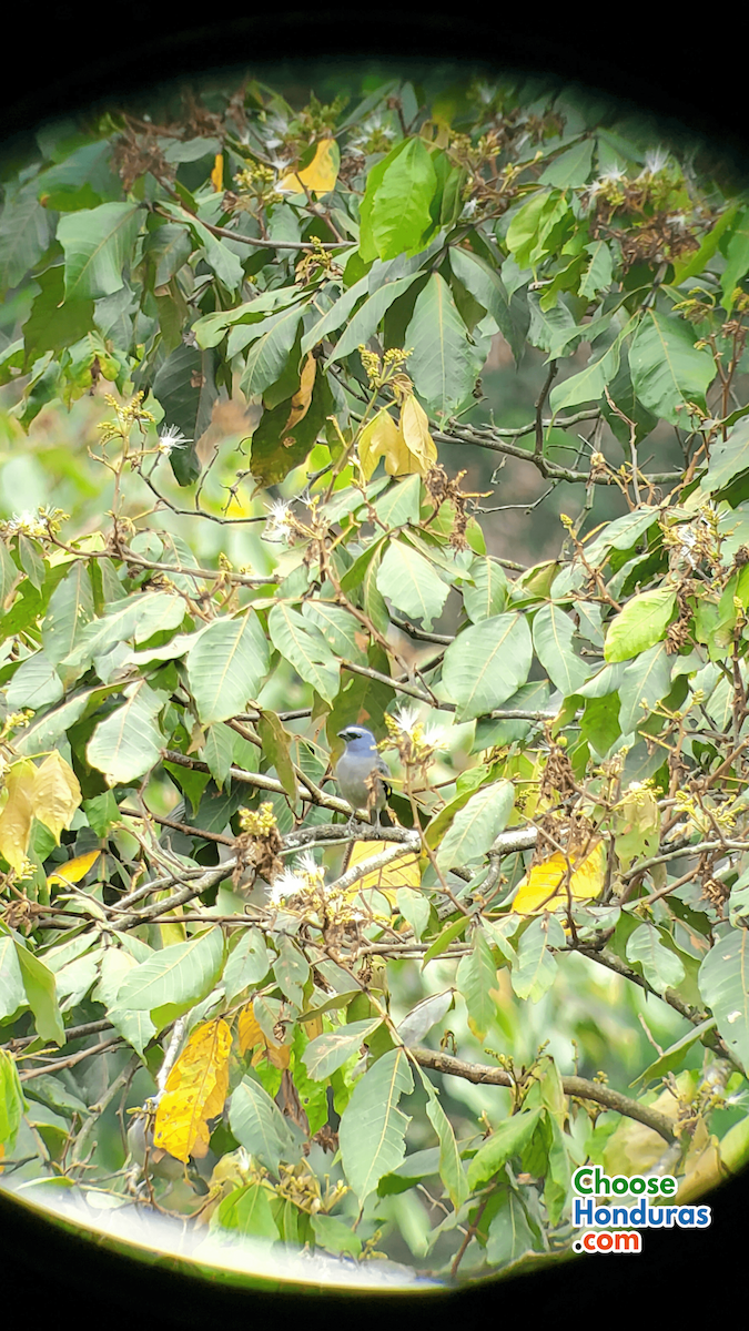 Yellow-winged Tanager - ML609660303