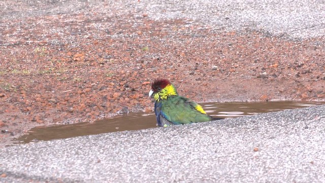 Red-capped Parrot - ML609660660