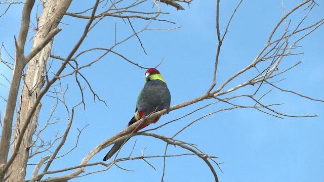 Red-capped Parrot - ML609660662