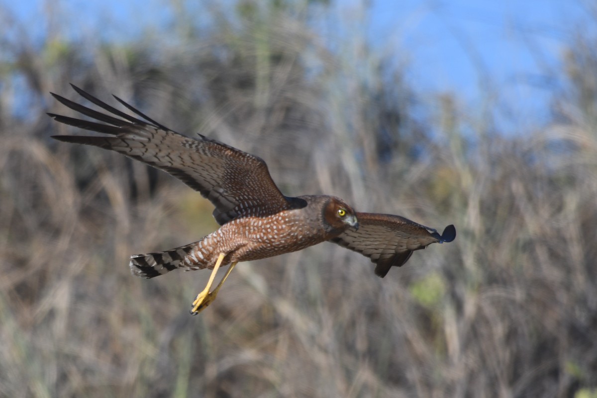 Spotted Harrier - ML609660816