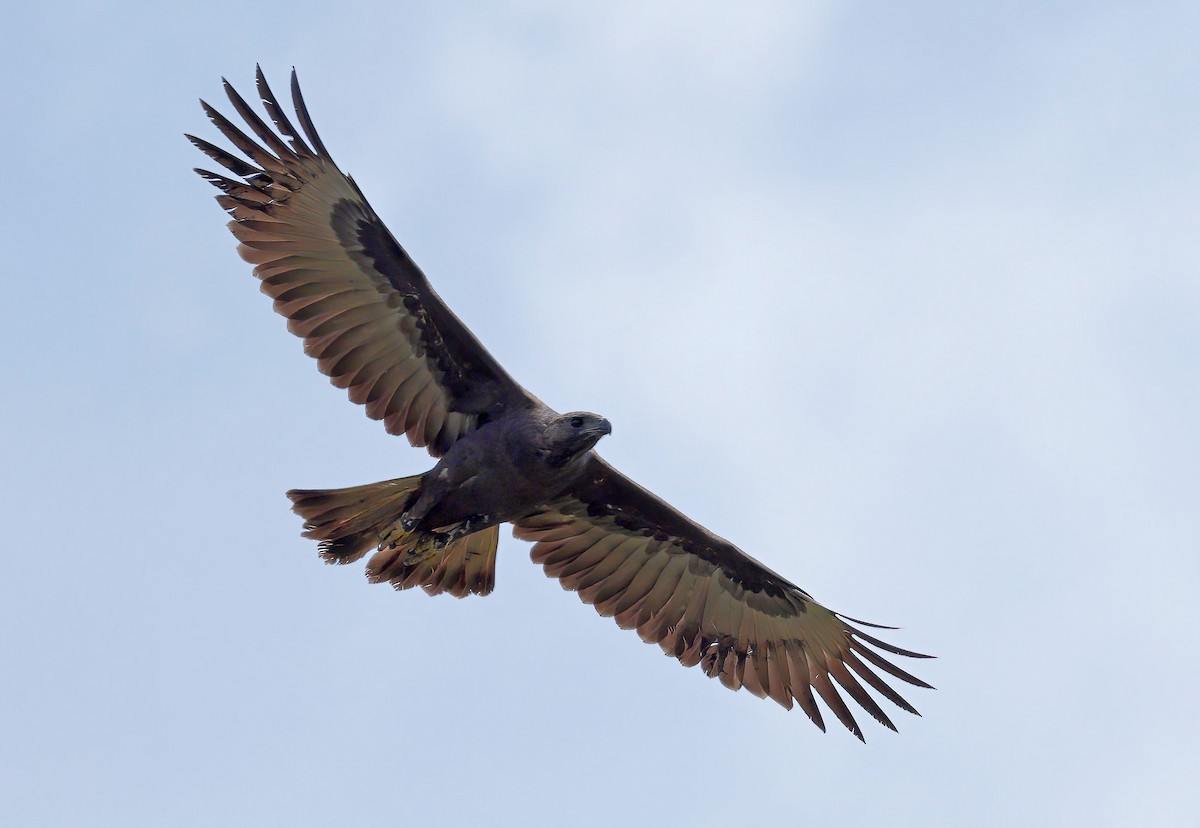 Changeable Hawk-Eagle - sheau torng lim