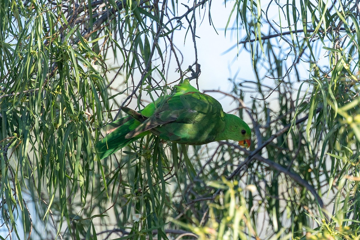 Red-winged Parrot - ML609661850
