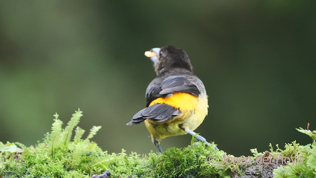 Flame-rumped Tanager - ML609661908