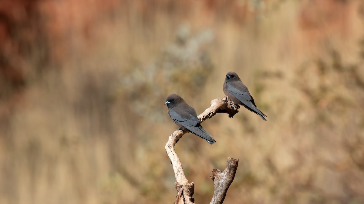 Little Woodswallow - paul mclelland