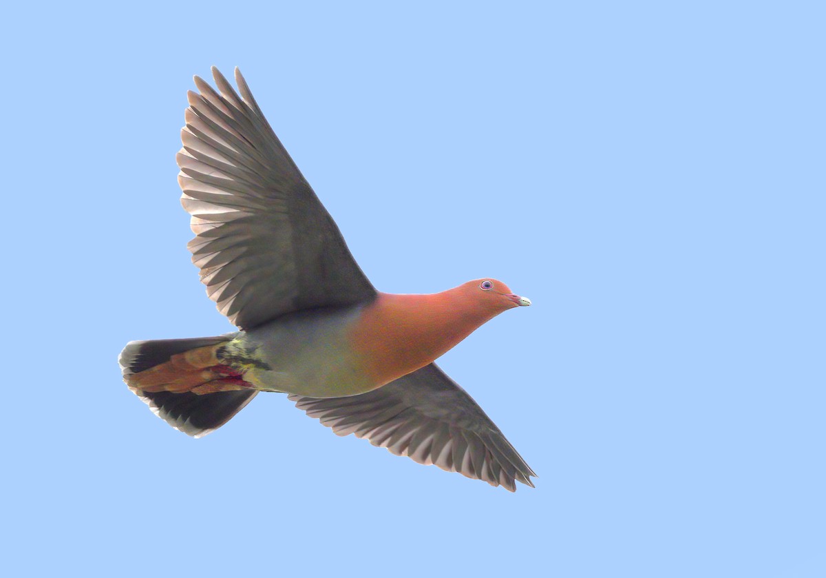 Cinnamon-headed Green-Pigeon - ML609661997