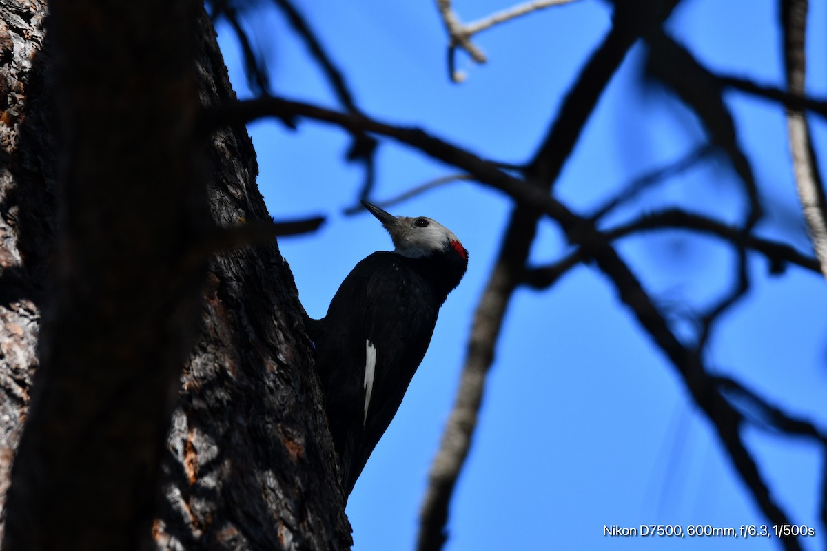 White-headed Woodpecker - ML609662148