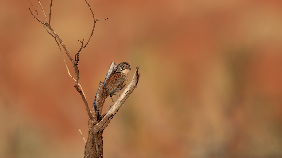 Rufous Grasswren (Pilbara) - paul mclelland