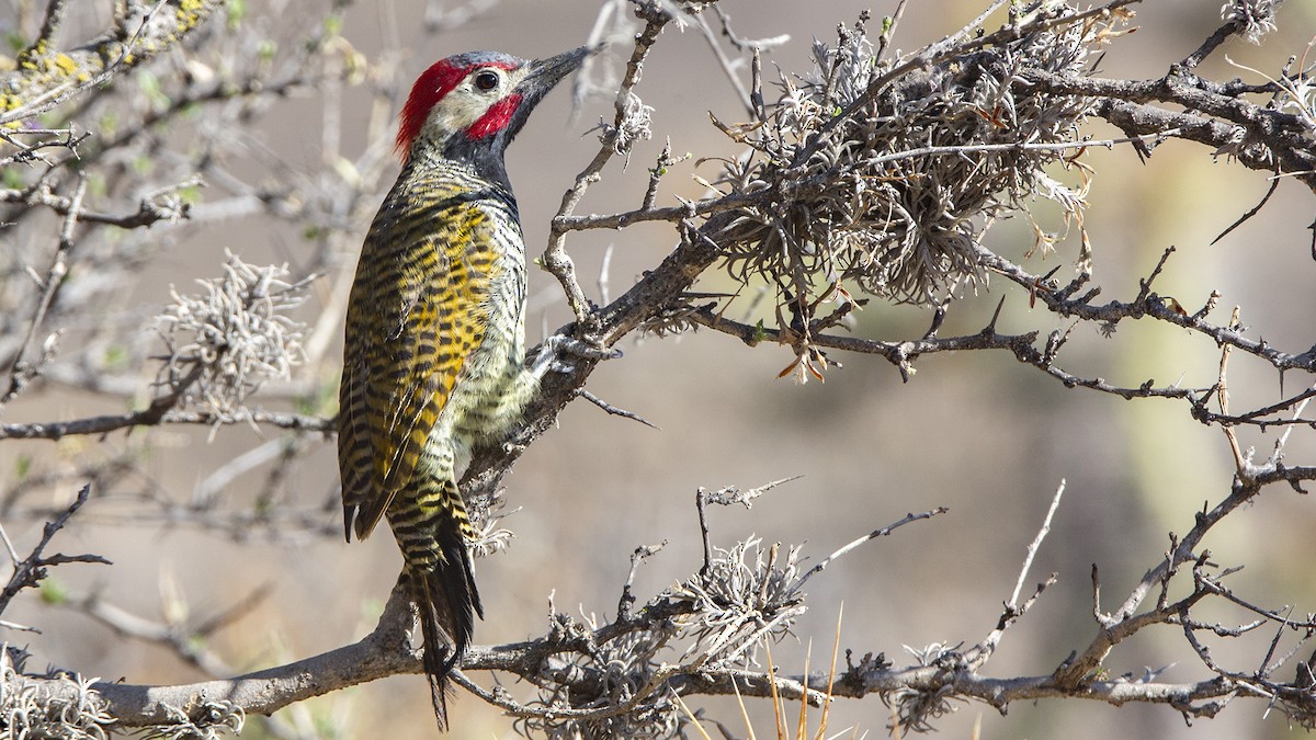 Black-necked Woodpecker - Pedro Allasi Condo - COAP - COLLAGUA BIRDER
