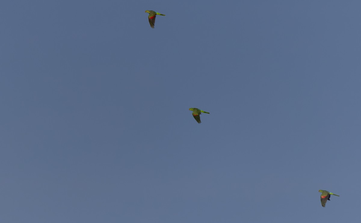 Red-winged Parrot - ML609662391