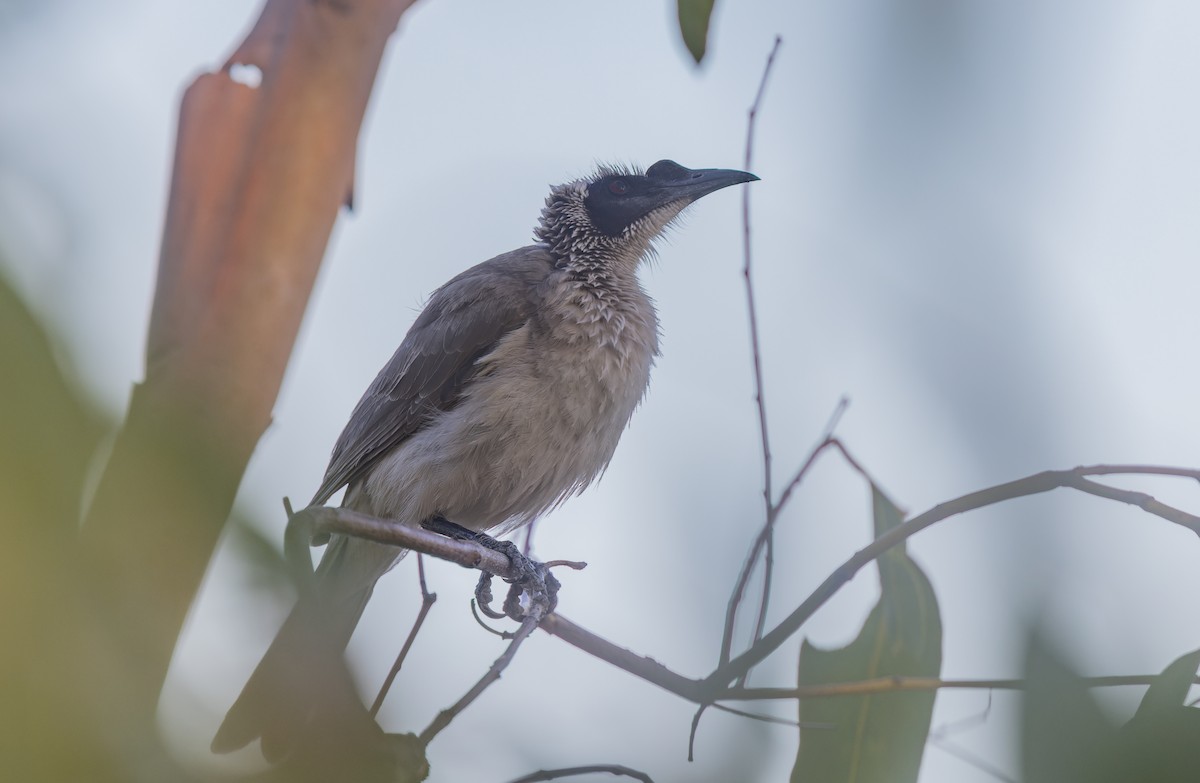 Silver-crowned Friarbird - ML609662448