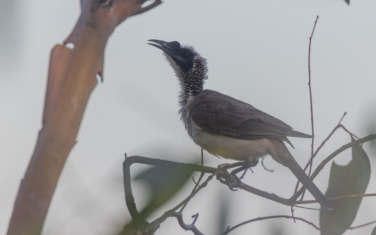 Silver-crowned Friarbird - ML609662455