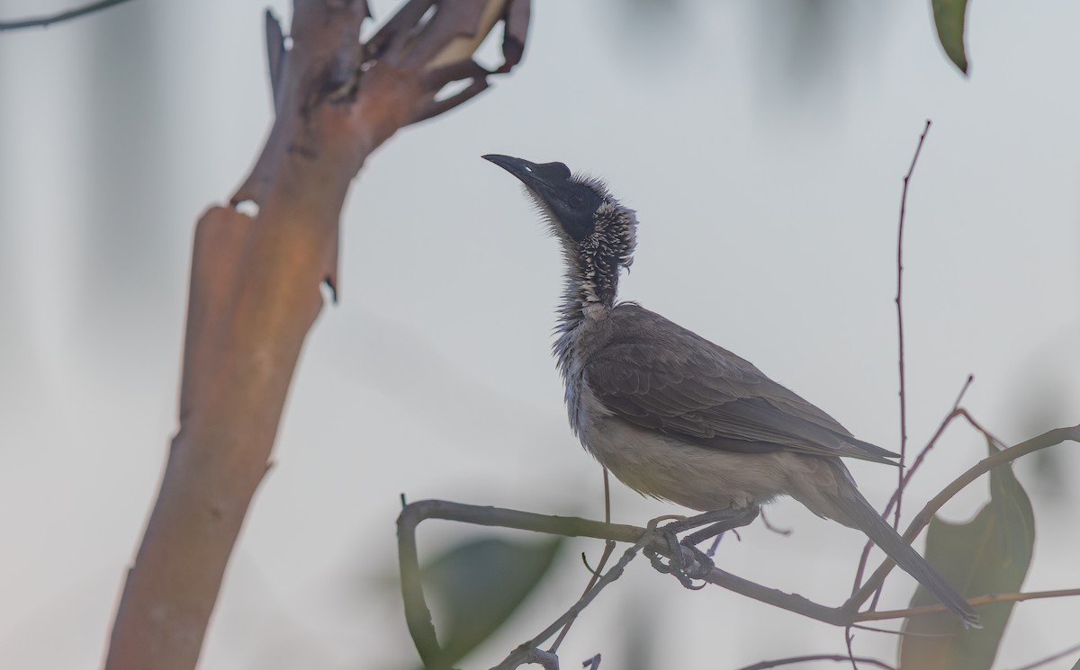 Silver-crowned Friarbird - ML609662457