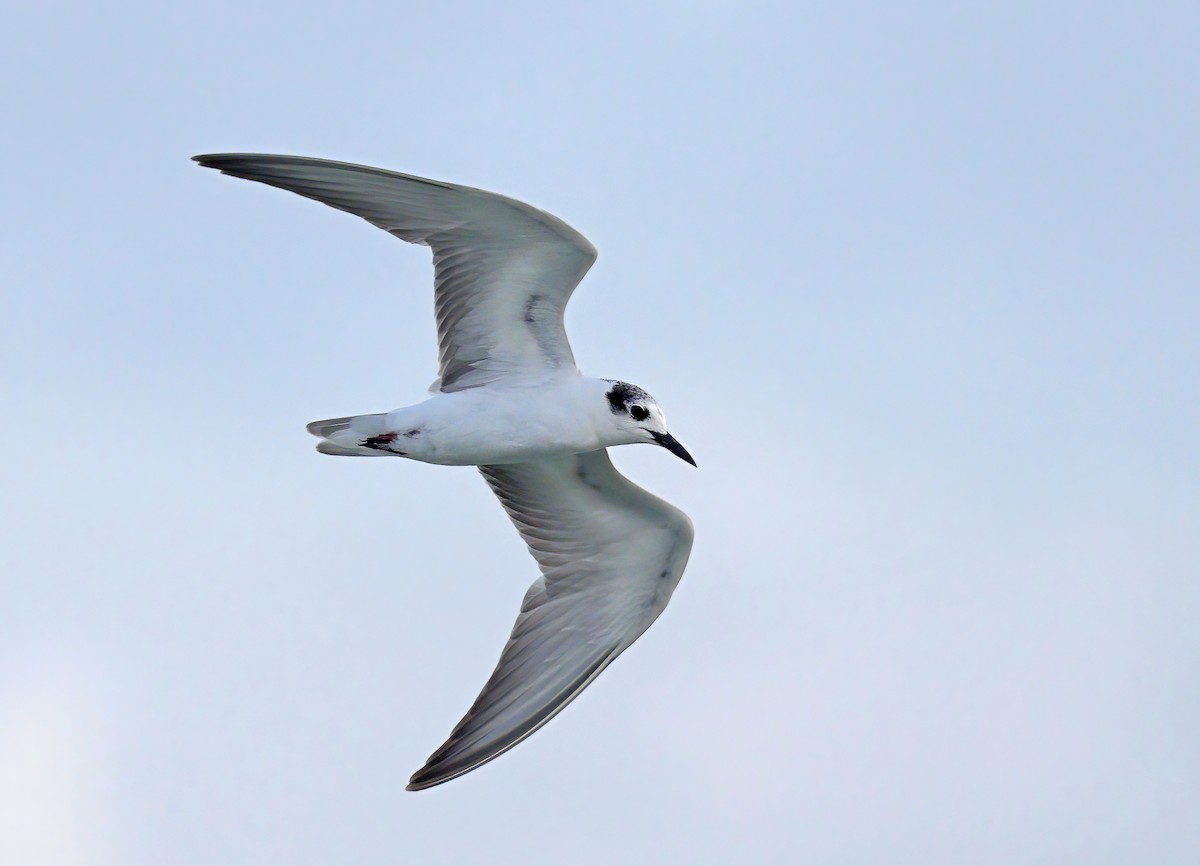 White-winged Tern - ML609662490