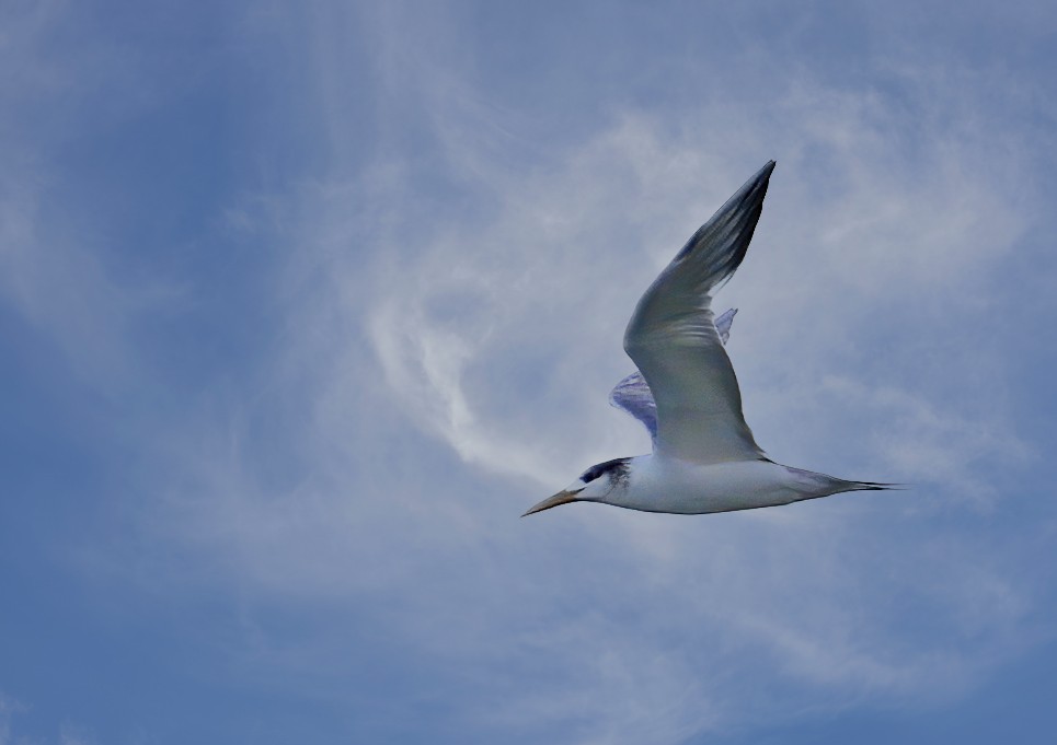 Great Crested Tern - ML609662494