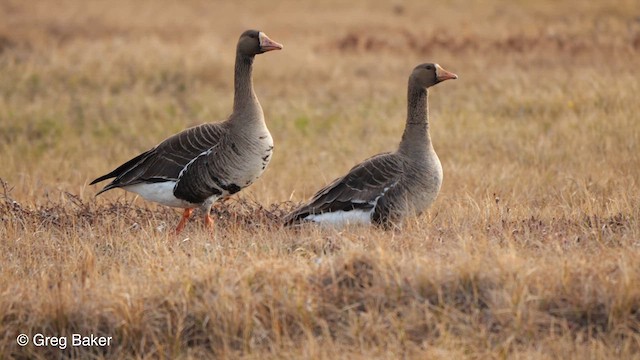 Greater White-fronted Goose (Western) - ML609662703