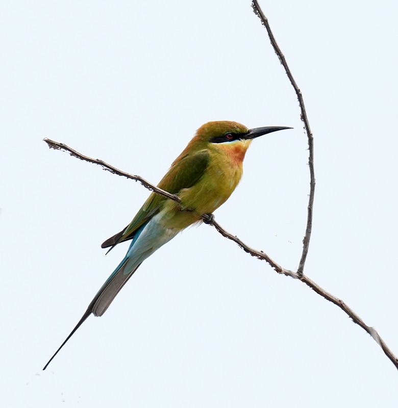 Blue-tailed Bee-eater - ML609663287