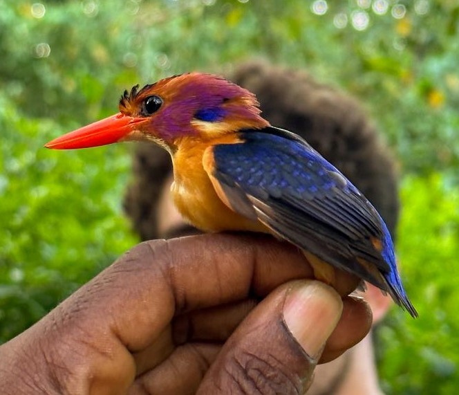 African Pygmy Kingfisher (Southern) - Jonathan W. 🕊