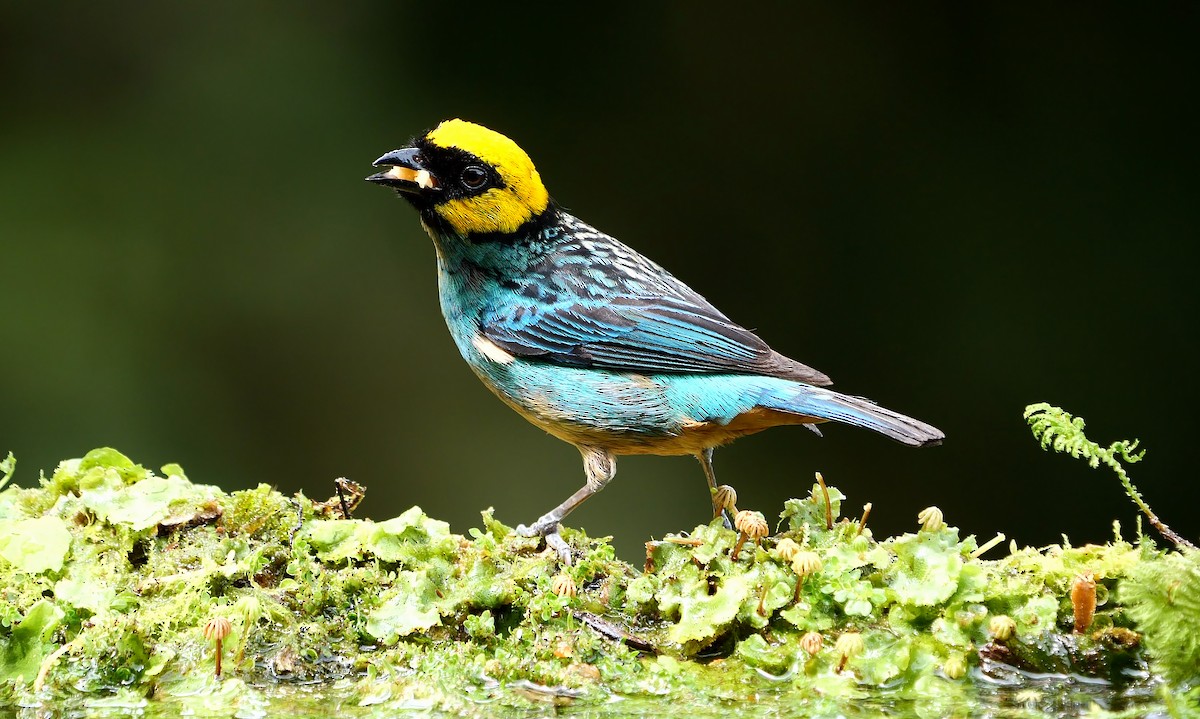 Saffron-crowned Tanager - ML609663841