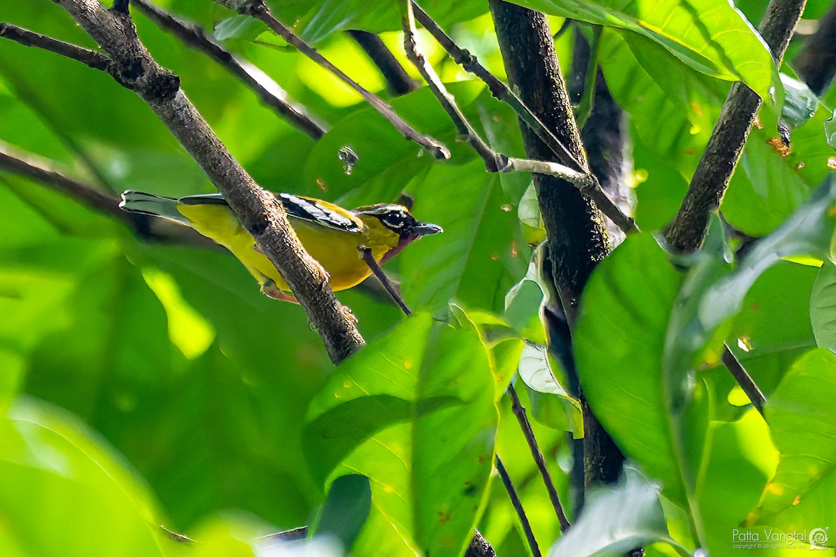Clicking Shrike-Babbler - Pattaraporn Vangtal