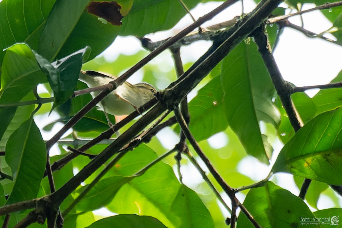 Davison's Leaf Warbler - Pattaraporn Vangtal