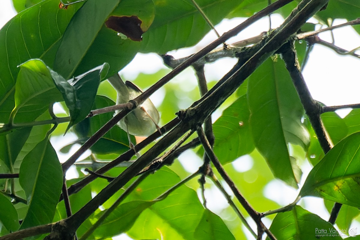 Davison's Leaf Warbler - Pattaraporn Vangtal