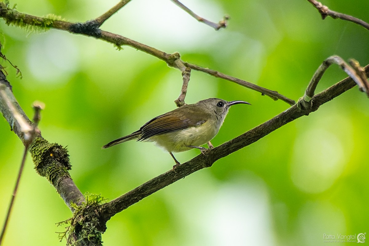 Black-throated Sunbird - Pattaraporn Vangtal