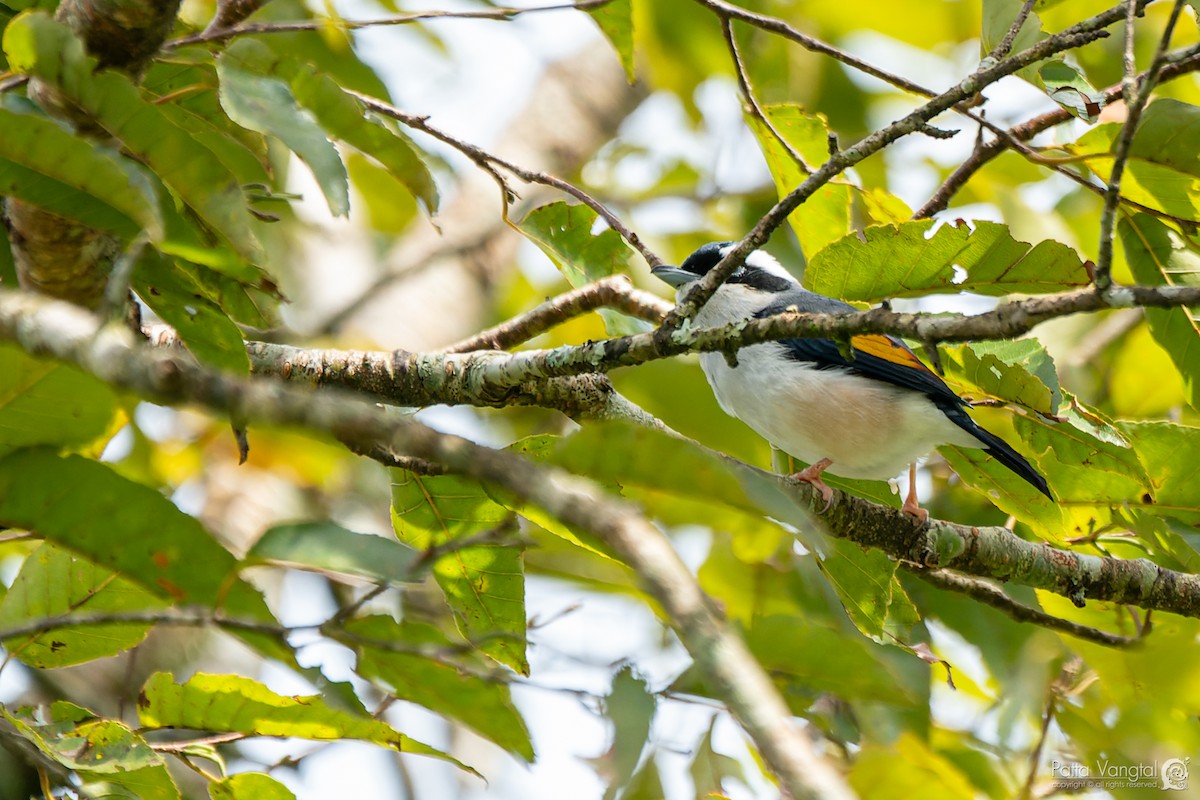 White-browed Shrike-Babbler - Pattaraporn Vangtal