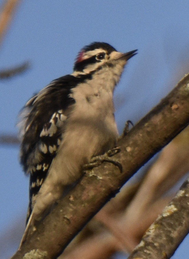Downy Woodpecker - ML609663984