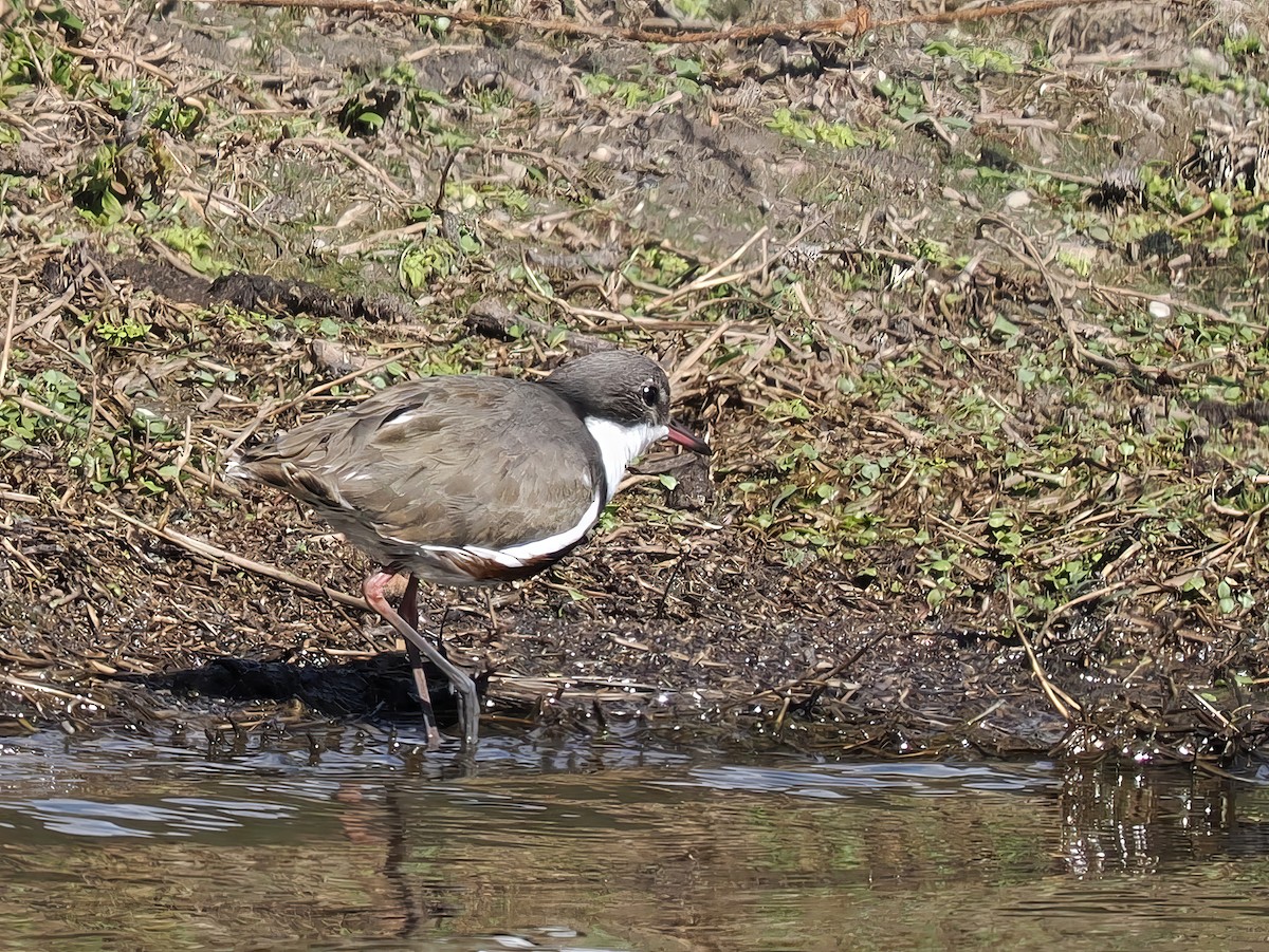 Red-kneed Dotterel - ML609664042