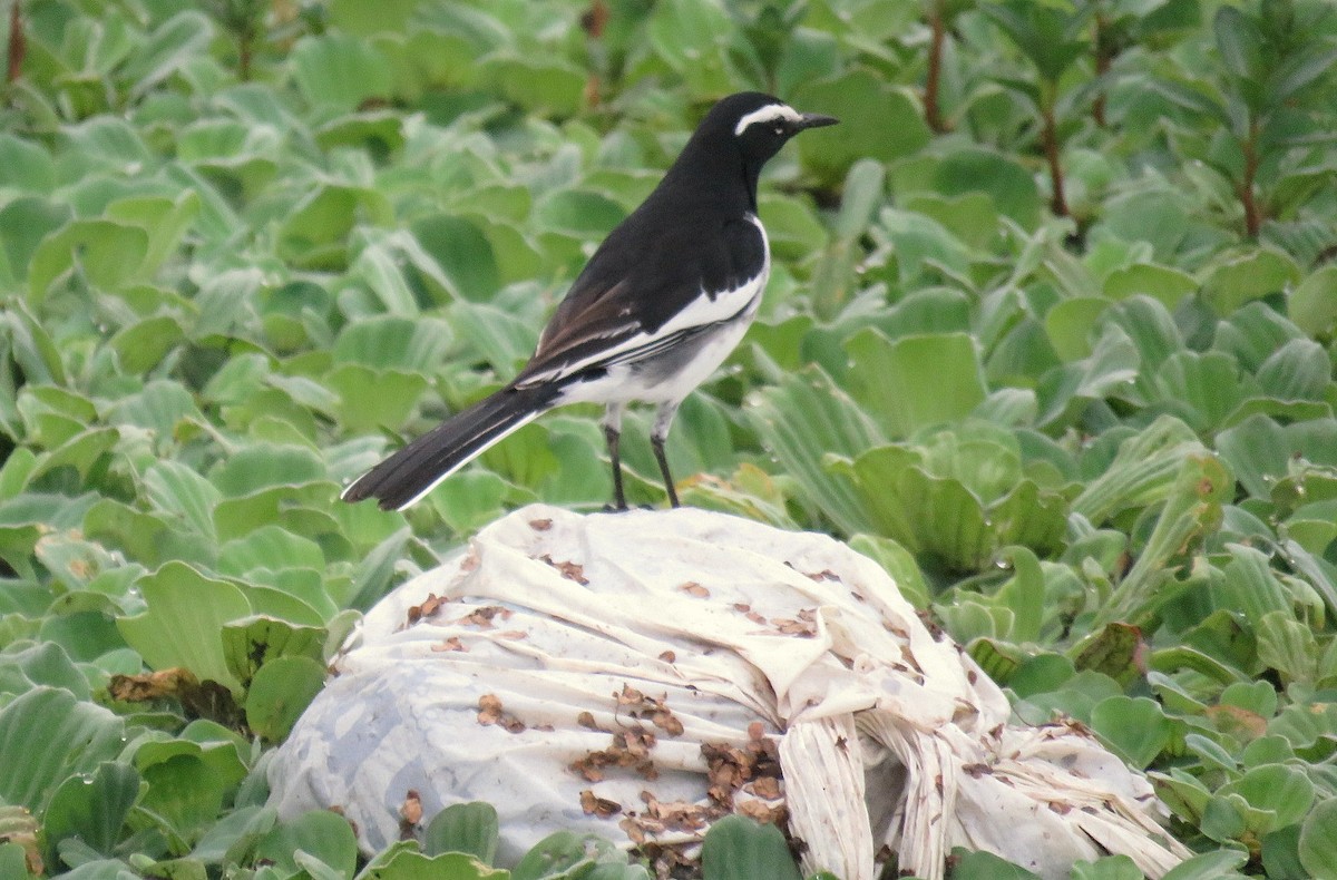 White-browed Wagtail - ML609664325