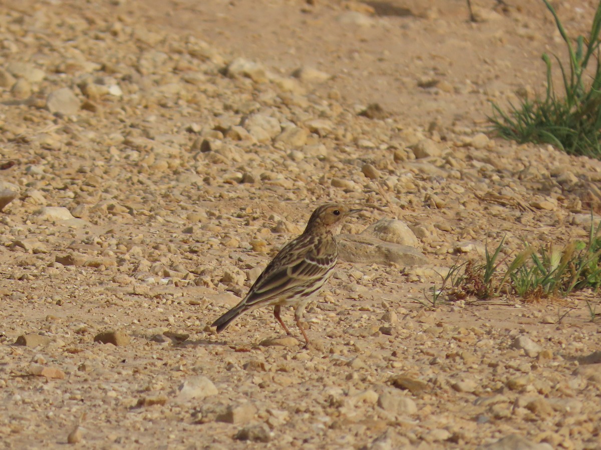 Red-throated Pipit - ML609664411